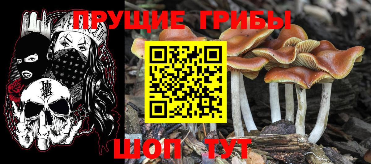 Галлюциногенные грибы Magic Shrooms  Вход с VPN  Галлюциногенные грибы GOLDEN TEACHER  Губаха 